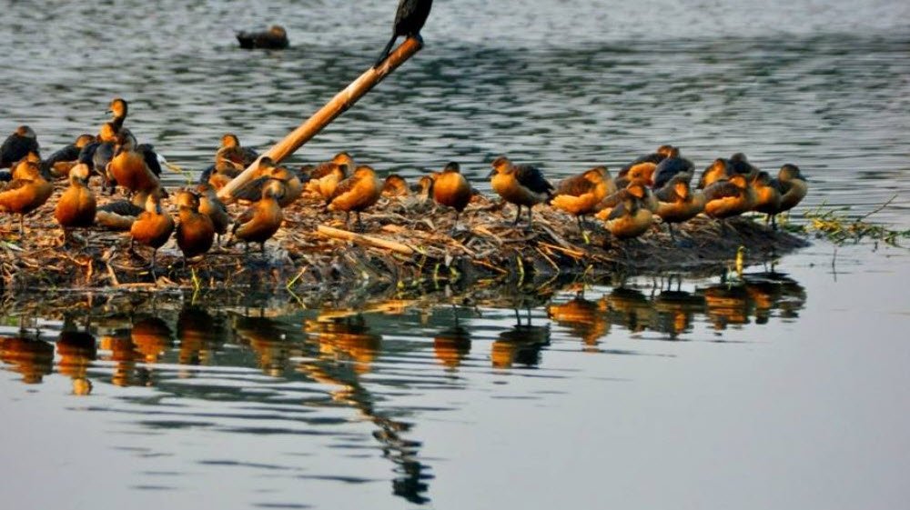 Santragachi Jheel, Kolkata, West Bengal - Vushii.com Santragachi Jheel, Kolkata, West Bengal - Vushii.com